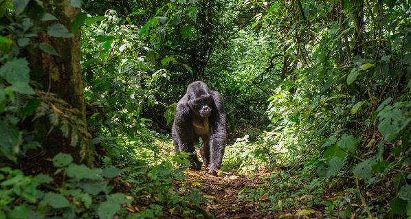 Uganda